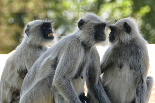 Portrait of Gray Langurs in Ahmedabad, India