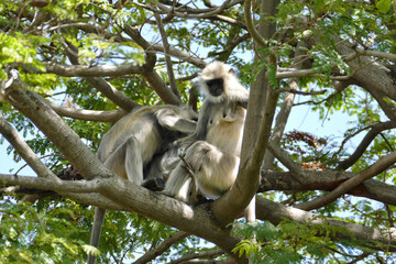 Portrait of Gray Langurs in Ahmedabad, India