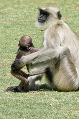 Portrait of Gray Langur with baby in Ahmedabad, India