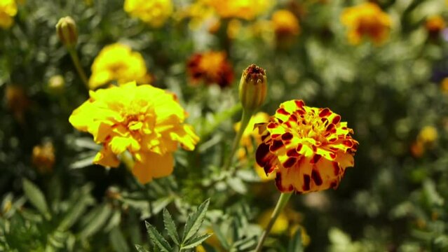Tagetes patula, the French marigold (Tagetes erecta, Mexican marigold), is species of flowering plant in daisy family, native to Mexico and Guatemala with several populations in many other countries.