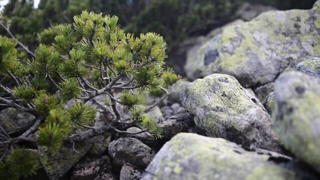 Pinus mugo, known as creeping pine