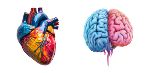 A Set of Human Organs (Brain and Heart) - PNG Cutout Isolated in a Transparent Backdrop