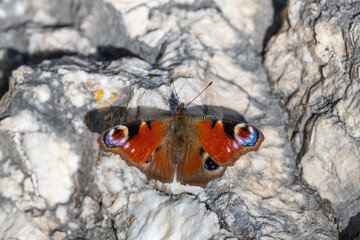 Nymphalidae / Tavus Kelebeği / Peacock Butterfly / Inachis io