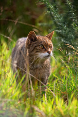 Naklejka na ściany i meble Scottish wild cat in the undergrowth grass