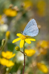 Kutsal Mavi » Celastrina argiolus » Holly Blue