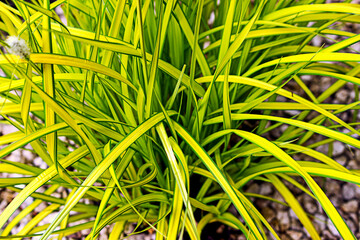 Złota turzyca Bowlesa - Carex elata 'Aurea' - obrazy, fototapety, plakaty