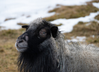 Black faced sheep with beautiful coloured wool in the snow on Faroe Islands