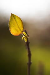 Spring leaf