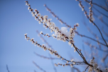 A photo of a blooming apricot branch in spring.