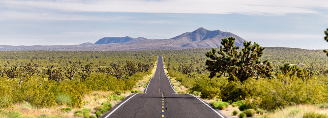 Desert Solitude: 4K Ultra HD Image of Empty Desert Road with Joshua Tree