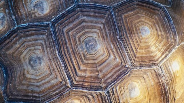 Close-up of an adult turtle shell