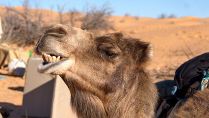 Close up of a dromedary camel (Camelus dromedarius) with a funny expression in the Sahara Desert, outside of Douz, Tunisia