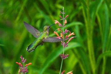 A Broad-tailed Hummingbird female with open wings approaching a Hummingbird Mint plant in a lush green garden. Close up view. © Susan Hodgson