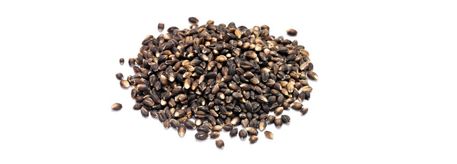 Ancient Grain: 4K Ultra HD Image of Black Nile Barley on White Background