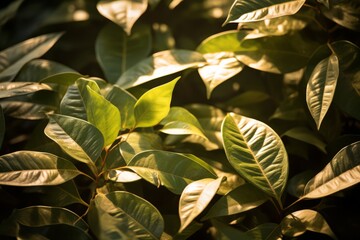 Fototapeta na wymiar A close up of dappled sunlight filtering through leaves