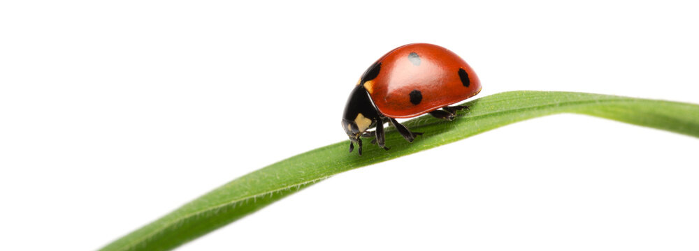 Nature's Visitor: 4K Ultra HD Image of Ladybug on Green Leaf on White