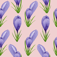 Watercolor spring crocuses seamless pattern, spring flower digital paper on pink background. Hand painted floral illustration. For textile design, packaging, wrapping paper, wallpaper, scrapbooking.