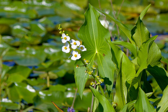 Broadleaf arrowhead (Sagittaria latifolia) also known as a duck-potato plant
