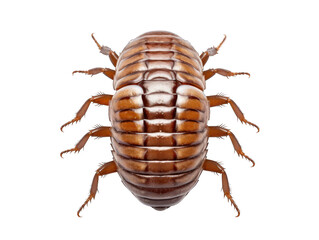Roly-poly woodlouse isolated on transparent background, transparency image, removed background