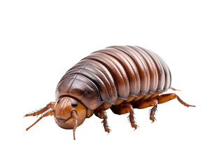 Roly-poly woodlouse isolated on transparent background, transparency image, removed background