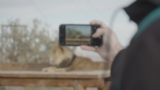 Photographing a zoo lion in captivity tourism