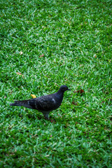 A pigeon is walking on a green grassy field