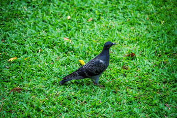 A pigeon is standing on a green grassy field