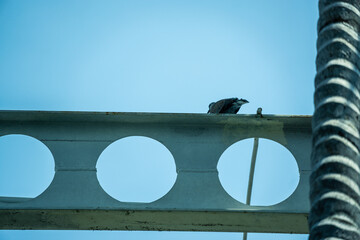 A bird is perched on a metal beam