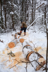 A forester in a winter snowy forest prepares firewood, saws a tree with a chainsaw. Harvesting...