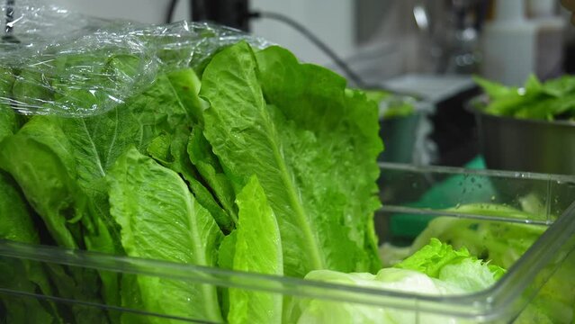 Pruning green romaine lettuce leaves in home or professional kitchen in cafe or restaurant. Vegetarian salad with herbs. Chef hands take lettuce leaves and put them on plate in catering restaurant.