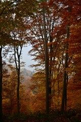 Fototapeta premium autumn in the forest