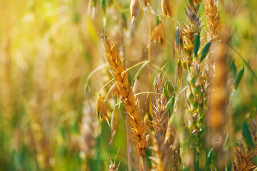 Green and golden wheat ears in field. - 755933063