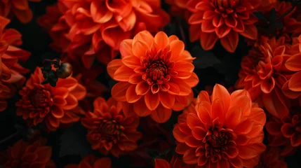 Foto op Canvas A close up of a bunch of orange flowers © Muzamil