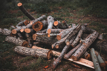 A pile of logs and firewood in the forest. Lumber industry and sustainable energy concept. Environmental conservation