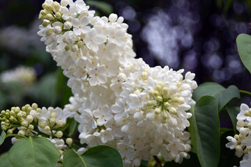 white flowers of a lilac