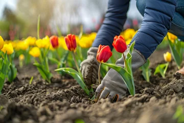 Zelfklevend Fotobehang A gardener wearing gloves takes care of tulips in his garden during daylight hours. Blooming tulip garden. The beginning of the summer season. © Алсу Канюшева