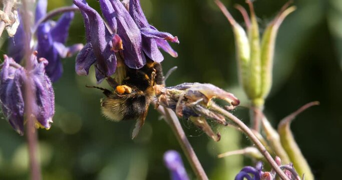 Autumn, spring. Bumblebee collects pollen from blue flowers similar to inflorescences of sage, columbine, bluebells, agapanthus. Bumblebee collects nectar and pollen from autumn blue.