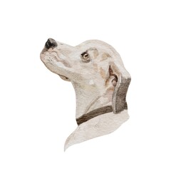 watercolor dog portrait 