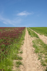 Road in the crimson clover field, Lisky, Czechia