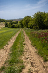 Fototapeta na wymiar Road down the hill in between of fields, Czechia