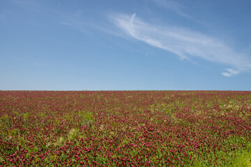 Crimson clover field on a hill, Czech republic