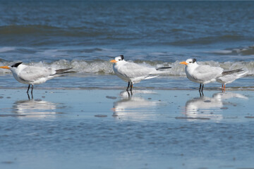 Three tern seagulls lined up in the ocean surf.