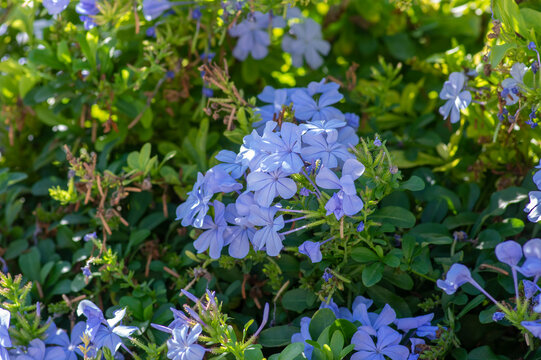 Plumbago auriculata blue flowering plant, cape leadwort five petals flowers in bloom