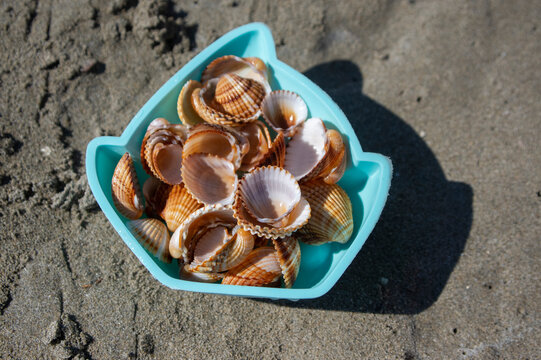 Cerastoderma edule common cockle empty seashells on sandy beach, simplicity background pattern in daylight the mold