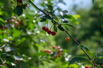 Prunus cerasus branches with ripening red edible sour fruits, sour cherries before harves hanging on the tree