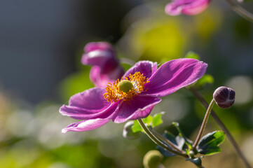 Anemone hupehensis praecox thimbleweed pink petal simplicity flowering plant, windflowers flowering plants in the garden