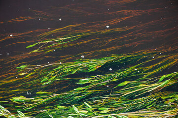 Green seaweed in the brown river water