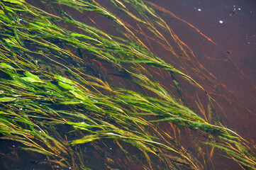 Green seaweed in the brown river water .