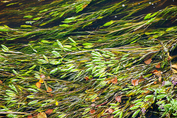 Green seaweed in the brown river water - 755944670