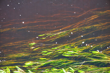 Green seaweed in the brown river water